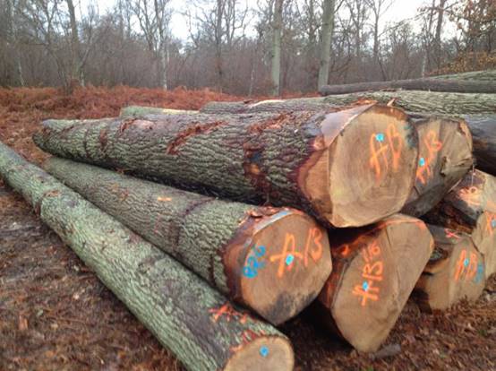 RED-OAK-LOGS.jpeg